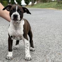 Chiots american staff - amstaff