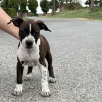 Chiots american staff - amstaff #2