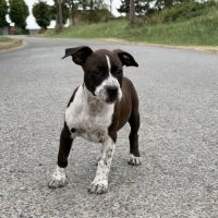 Chiots american staff - amstaff #3