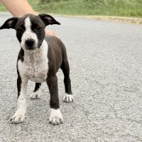 Chiots american staff - amstaff #5