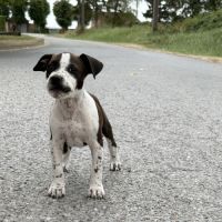 Chiots american staff - amstaff #7