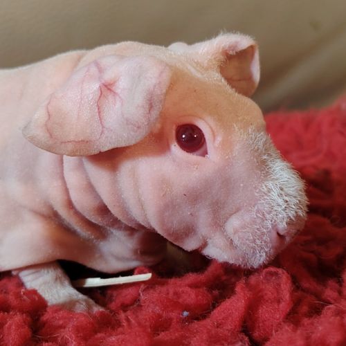 Cochon d'inde skinny mâle
