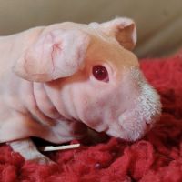 Cochon d'inde skinny mâle