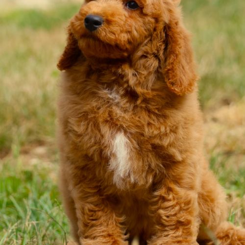 Magnifique chiot caniche moyen fauve #2
