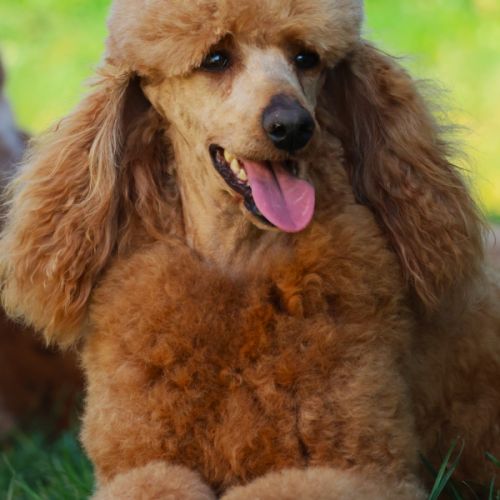 Magnifique chiot caniche moyen fauve #5