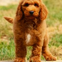 Magnifique chiot caniche moyen fauve #3