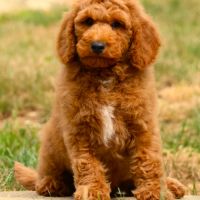 Magnifique chiot caniche moyen fauve