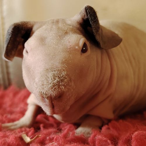 Cochon d'inde skinny #2