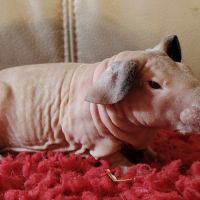 Cochon d'inde skinny