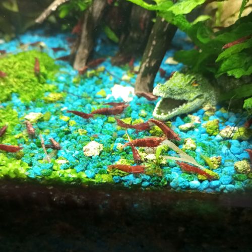 Crevettes red cherry #1