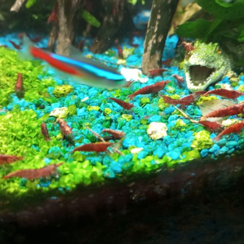 Crevettes red cherry #0