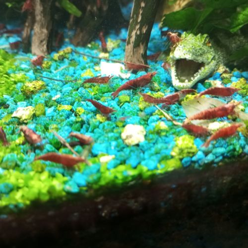 Crevettes red cherry #3