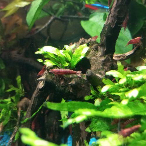Crevettes red cherry #4