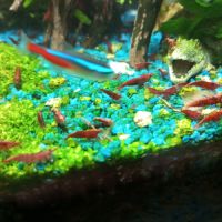 Crevettes red cherry