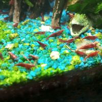 Crevettes red cherry #3