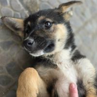 Zoe bebe berger allemand #4