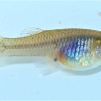 Poisson anti-moustique pour bassin