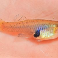 Poisson anti-moustique pour bassin #2