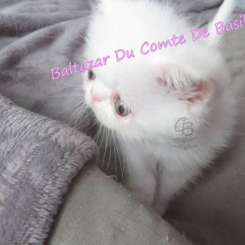 Adorable british shorthair