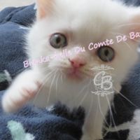 Adorable british shorthair #1