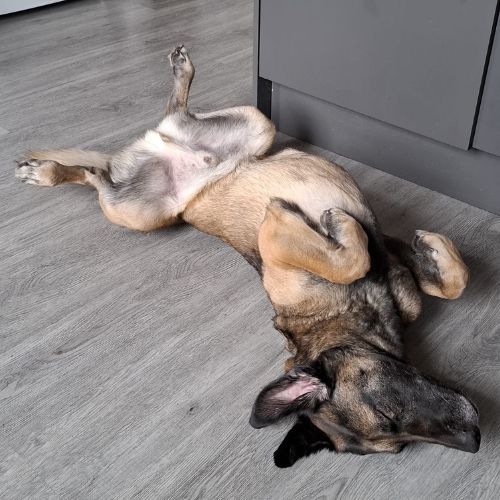 Ursu le magnifique malinois #1