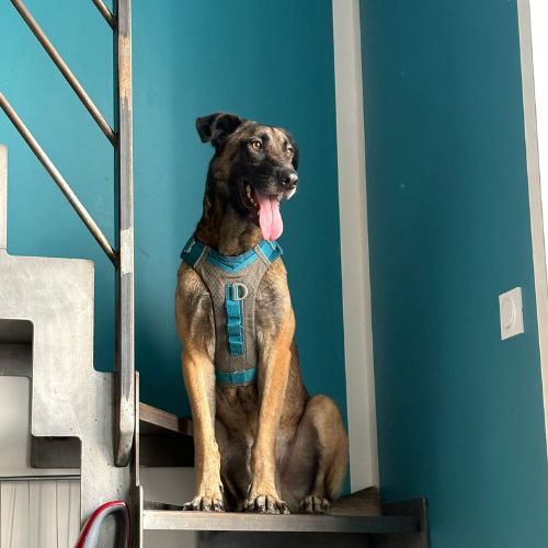 Ursu le magnifique malinois #0