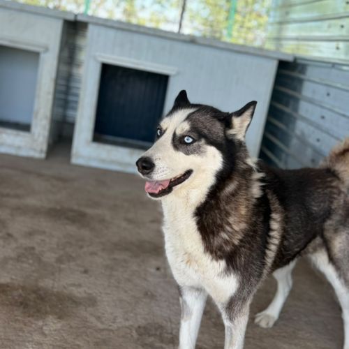 Emma la belle husky aux yeux bleus #2
