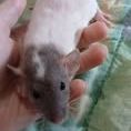 Rats domestiques porteur dwarf