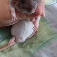Rats domestiques porteur dwarf #2