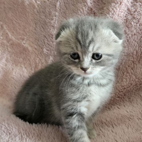 Chatons scottish fold et straight
