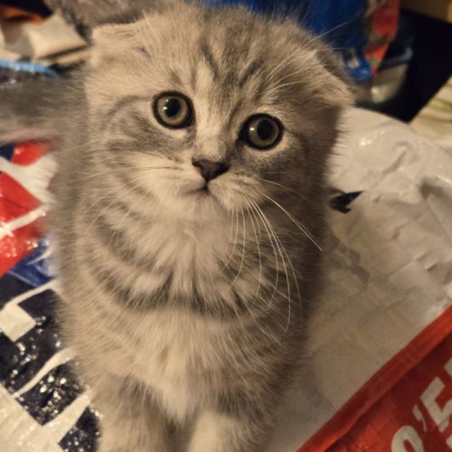 Chatons scottish fold et straight #4