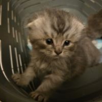 Chatons scottish fold et straight #2