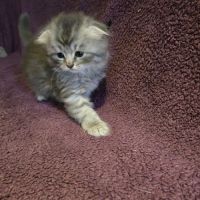 Chatons scottish fold et straight #3