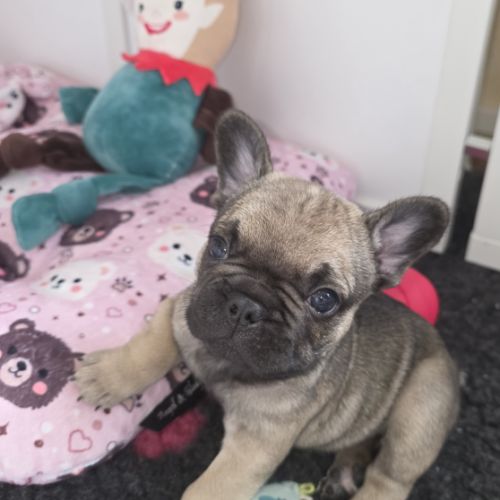 Chiot bouledogue français #0
