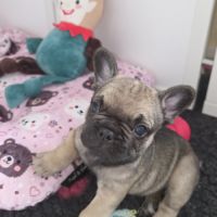 Chiot bouledogue français