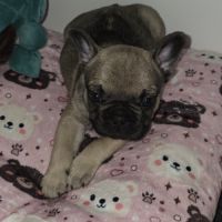 Chiot bouledogue français #2