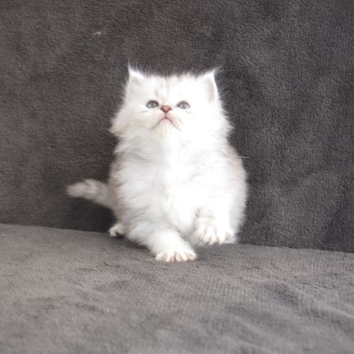 Chatons sibériens traditionnels disponibles