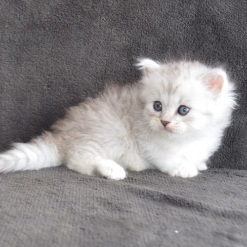 Chatons sibériens traditionnels disponibles #3