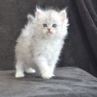 Chatons sibériens traditionnels disponibles #1