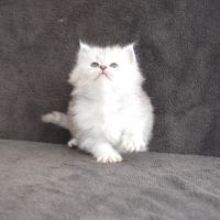 Chatons sibériens traditionnels disponibles #0
