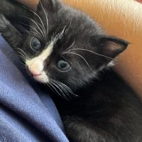 Chaussette : j'adore dormir sur les humains