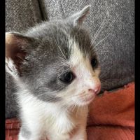 Capone, un p'tit chaton canaillou