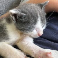 Capone, un p'tit chaton canaillou #2