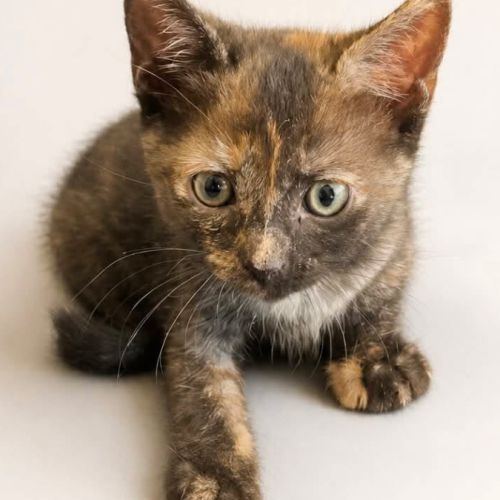 Paulette, une adorable petite chatonne tricolore