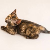 Paulette, une adorable petite chatonne tricolore #2