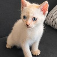 Juliette, une chatonne pleine de vie, affectueuse