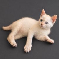 Juliette, une chatonne pleine de vie, affectueuse #2