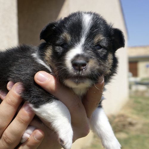 Magnifiques chiots berger des shetland lof