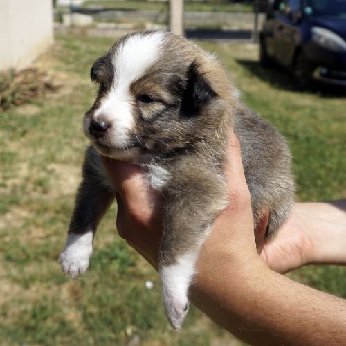 Magnifiques chiots berger des shetland lof #2