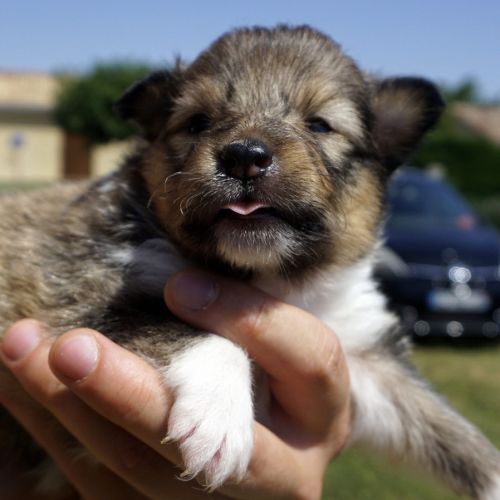 Magnifiques chiots berger des shetland lof #4